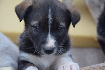 Predám šteniatka malamut × kríženec - 5