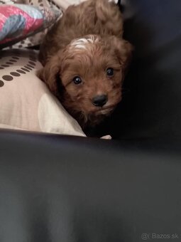 Cavapoo Maltipoo - 5