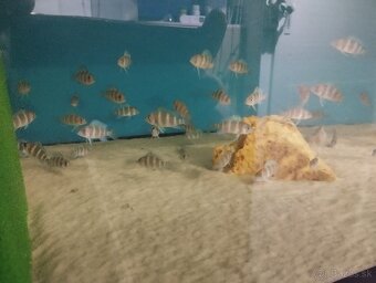 Cyphotilapia Frontoza Burundi - 5