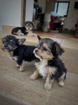 Yorkshire Terrier - 5
