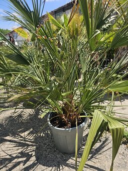 Citrusy palmy olivovniky bananovniky juky agave - 5