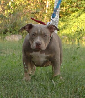 AMERICAN BULLY - 5