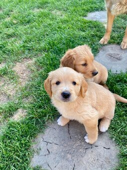 Zlatý retriever šteniatka - 5