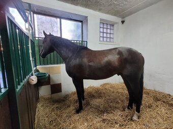 Ustajnenie koní – Jazdecký klub ALEXANDRIA, Hviezdoslavov - 5