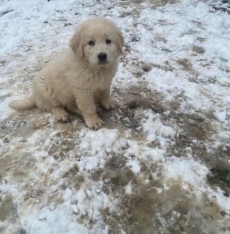 Slovenský čuvač - 5