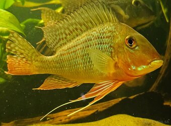 Geophagus - 5