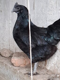 Ayam cemani - mladé kohuty - 5