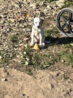 Darujem šteniatko - 5