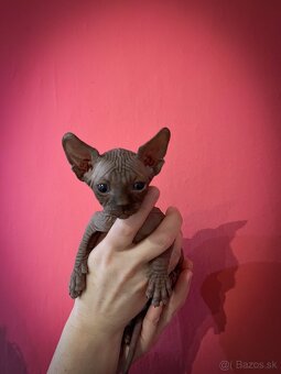 Kanadský Sphynx- mačiatka - 5