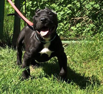 American bully - 5