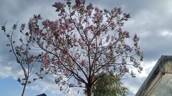 Sadenica rýchlorastúceho stromu Paulownia hybrid 9501 40+cm - 5
