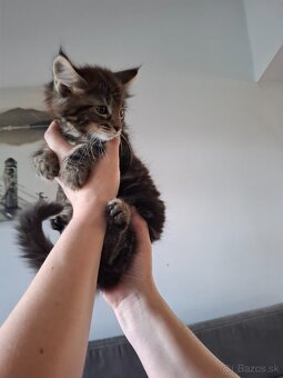 Mainská Mývalia mačka / Maine Coon - 5