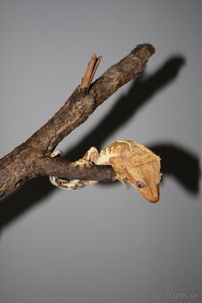 Pagekon riasnatý Correlophus ciliatus - 5