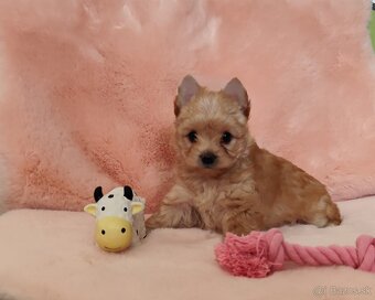 Yorkshire terrier , York - 5