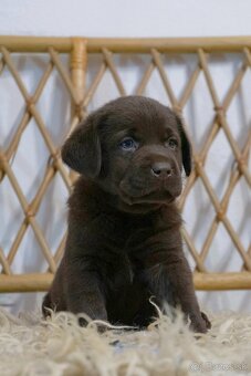 Šteniatka labrador retriever s PP, Labradorsky retriever - 5