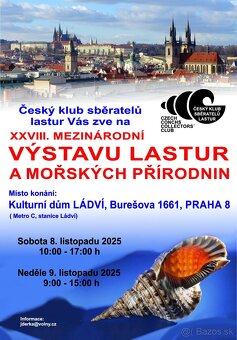 Pecten maximus - 5