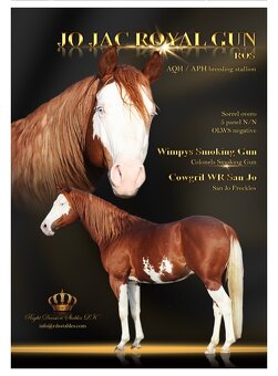 Quarter horse klisnička - 5