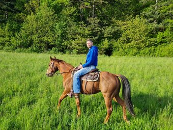 Quarter horse,QH valach.akciová cena. - 5