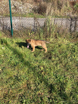 Nemecký ovčiak -  šteňatá - 5