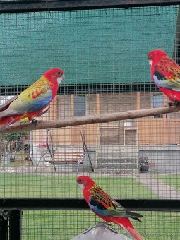 Rozela pestrá červená - 5