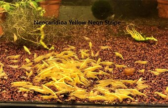 Krevetky neocaridina a Endlerky - 5