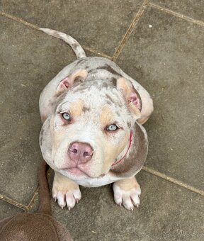 American bully xl, pitbull xxl merle tricolor k odberu - 5