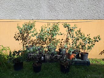 EUKALYPTUS POLYANTHEMOS - 5
