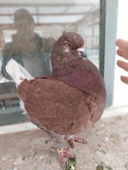 Predám Holuby Kingy - 5