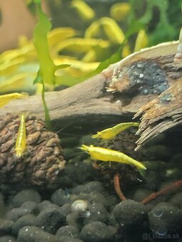 Yellow neon stripe - Neocaridina davidi - 5
