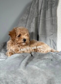 Maltipoo F1 Caramel, 3 měsíce – 1200 €Barbara - 5