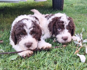Lagotto romagnolo s PP (italský vodní pes) - 5