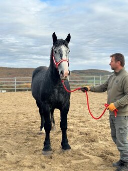 Valach na predaj - percheron - 5