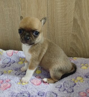 Čivava mini sučka krátkosrsta - 5