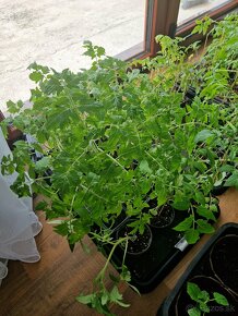 Priesady/sadenice paradajok - 5