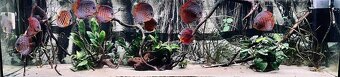 Predám Akvarium 360l +kovova skrinka - 5