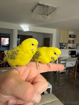 Andulka TCB Maznačik - 5