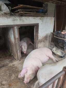 Jatočná ošipaná - 5