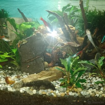 Akvárium - 5