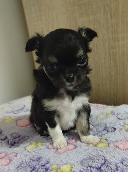 Čivava mini sučka dlhosrsta - 5