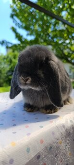 Mini lop - 5