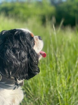Cavalier king Charles spaniel - 5