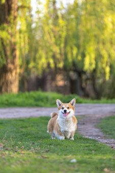 šteniatko corgi (fenka) – bez chvostíka - 5