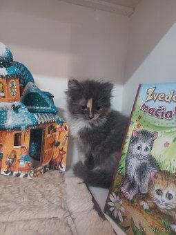 Ragdoll mačička - 5