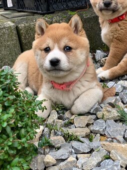 Shiba inu - 5