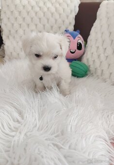 Maltezsky psík, maltezák, maltez - 5