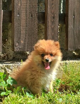 Oranžový špic- Typ Pomeranian - 5