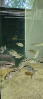 Aristochromis christyi - 5