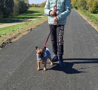 Francuzsky Buldoček - 5