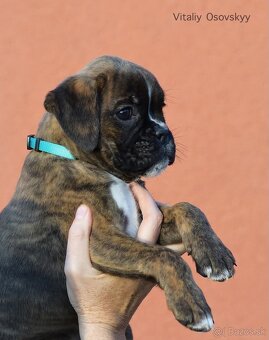 Nemecký boxer- šteniatka s PP - 5