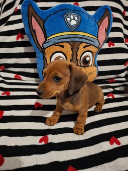 Trpasličí jazvečík - 5